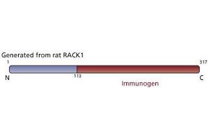 Image no. 3 for anti-Guanine Nucleotide Binding Protein (G Protein), beta Polypeptide 2-Like 1 (GNB2L1) (AA 113-317) antibody (ABIN967797) (GNB2L1 抗体  (AA 113-317))