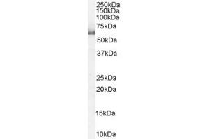ABIN185156 staining (1µg/ml) of HeLa lysate (RIPA buffer, 35µg total protein per lane). (KPNA1 抗体  (N-Term))