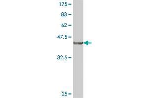 Western Blot detection against Immunogen (38. (CNTF Receptor alpha 抗体  (AA 47-158))