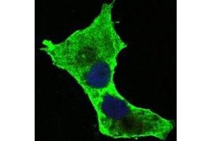 Immunofluorescence (IF) image for anti-Death-Domain Associated Protein (DAXX) antibody (ABIN1106953) (DAXX 抗体)