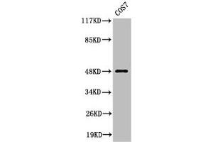 Western Blot analysis of COS7 cells using Cleaved-MMP-27 (Y99) Polyclonal Antibody (MMP27 抗体  (Cleaved-Tyr99))
