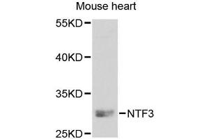 Western blot analysis of extracts of mouse heart, using NTF3 antibody (ABIN5971628) at 1:250 dilution. (Neurotrophin 3 抗体)