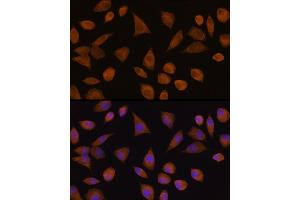 Immunofluorescence analysis of L929 cells using CRYZ Rabbit pAb  at dilution of 1:100 (40x lens). (CRYZ 抗体  (AA 1-329))