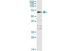 Immunoprecipitation of PCTK1 transfected lysate using anti-PCTK1 monoclonal antibody and Protein A Magnetic Bead , and immunoblotted with PCTK1 MaxPab rabbit polyclonal antibody. (CDK16 抗体  (AA 1-80))