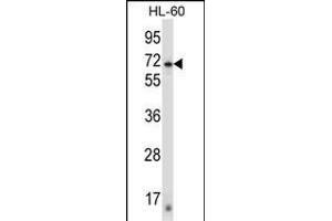ZN Antibody (N-term) (ABIN657428 and ABIN2846462) western blot analysis in HL-60 cell line lysates (35 μg/lane). (ZNF415 抗体  (N-Term))