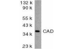 Western Blotting (WB) image for anti-Carbamoyl-Phosphate Synthetase 2, Aspartate Transcarbamylase, and Dihydroorotase (CAD) (AA 205-222) antibody (ABIN2477828) (CAD 抗体  (AA 205-222))