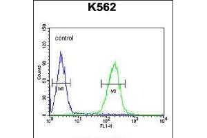 Flow cytometric analysis of K562 cells (right histogram) compared to a negative control cell (left histogram). (POTEE 抗体  (AA 380-409))