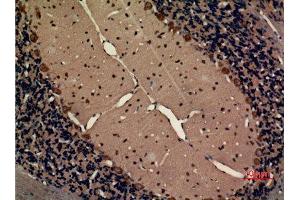 Immunohistochemistry (IHC) analysis of paraffin-embedded Rat Brain, antibody was diluted at 1:100.