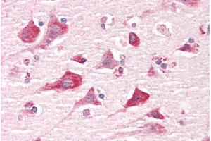ABIN2613398 (5µg/ml) staining of paraffin embedded Human Cortex. (Caprin-1 抗体  (Internal Region))