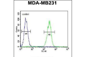 Flow cytometric analysis of MDA-MB231 cells (right histogram) compared to a negative control cell (left histogram). (CRHR2 抗体  (AA 243-272))