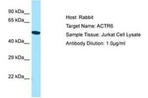 Image no. 1 for anti-ARP6 Actin-Related Protein 6 Homolog (ACTR6) (AA 243-292) antibody (ABIN6750147) (ACTR6 抗体  (AA 243-292))