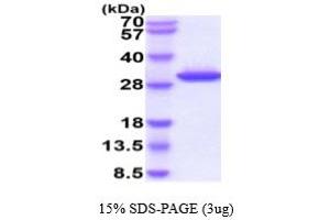 SDS-PAGE (SDS) image for Granzyme K (Granzyme 3, Tryptase II) (GZMK) (AA 27-264) protein (His tag) (ABIN5854832)