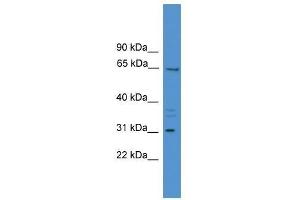 MEPE antibody used at 0.
