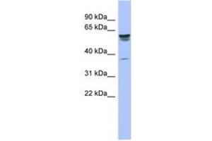 Image no. 1 for anti-Tripartite Motif-containing 4 (TRIM4) (AA 107-156) antibody (ABIN6742533) (TRIM4 抗体  (AA 107-156))