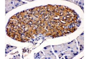 IHC testing of mouse pancreas with HSD11B2 antibody. (HSD11B2 抗体)