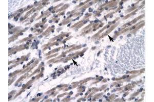 Image no. 1 for anti-Zinc Finger Protein 391 (ZNF391) (AA 66-115) antibody (ABIN6735795) (ZNF391 抗体  (AA 66-115))