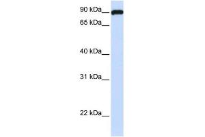 FAM62C antibody used at 1 ug/ml to detect target protein. (ESYT3 抗体)