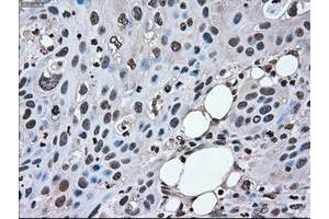Image no. 1 for anti-Mitogen-Activated Protein Kinase 1 (MAPK1) antibody (ABIN1499291) (ERK2 抗体)
