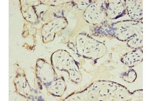 Immunohistochemistry of paraffin-embedded human placenta tissue using ABIN7147671 at dilution of 1:100 (CSHL1 抗体  (AA 1-128))