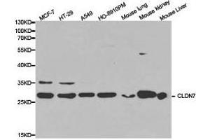 Western Blotting (WB) image for anti-Claudin 7 (CLDN7) antibody (ABIN1871901) (Claudin 7 抗体)