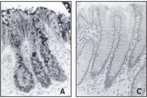 Immunohistochemistry image of mucins in paraffn sections of human embryonic and adult colon mucosa. (alpha 3/4-Monofucosylated Polylactosaminoglycans 抗体)