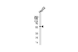 Western blot analysis of lysate from HepG2 cell line, using MLLT3 C-term Antibody (ABIN390129 and ABIN2840634). (AF9 抗体  (AA 407-438))