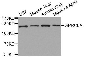 Western blot analysis of extracts of various cell lines, using GPRC6A antibody. (GPRC6A 抗体  (AA 300-590))