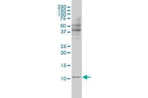 Western Blotting (WB) image for anti-Barrier To Autointegration Factor 1 (BANF1) (AA 1-89) antibody (ABIN563810)