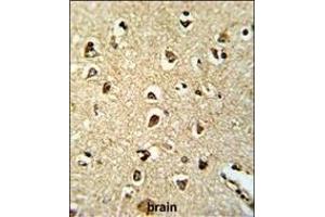 Formalin-fixed and paraffin-embedded human brain tissue reacted with PNUTL2 Antibody (N-term), which was peroxidase-conjugated to the secondary antibody, followed by DAB staining. (Septin 4 抗体  (N-Term))