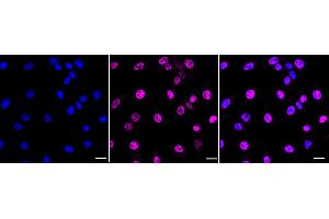 anti-Distal-Less Homeobox 3 (DLX3) antibody