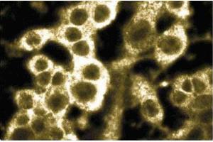 Immunofluorescence staining of mouse macrophages. (RAP2A 抗体  (AA 1-183))