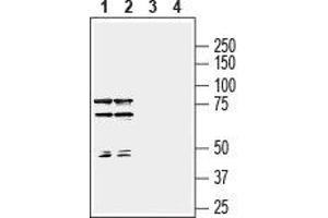 Western Blotting (WB) image for anti-Semaphorin 7A, GPI Membrane Anchor (John Milton Hagen Blood Group) (SEMA7A) (AA 190-203), (Extracellular) antibody (ABIN7043613)
