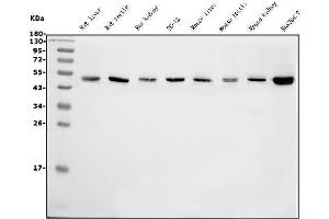 Western blot analysis of eRF1/ETF1 using anti-eRF1/ETF1 antibody (ABIN7602626).