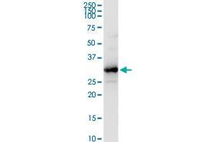 HADH MaxPab rabbit polyclonal antibody. (HADH 抗体  (AA 1-314))