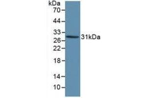 Detection of Recombinant KLK1, Human using Polyclonal Antibody to Kallikrein 1 (KLK1) (Kallikrein 1 抗体  (AA 25-261))