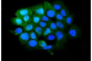 IF analysis of SLBP using anti-SLBP antibody (ABIN7600074). (SLBP 抗体  (AA 146-270))