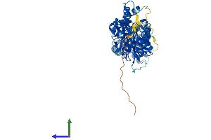 Protein Structure (PS) image for Malate Dehydrogenase 1B, NAD (Soluble) (MDH1B) (AA 1-500) protein (His tag) (ABIN7557442)