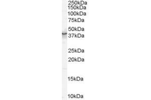 Western Blotting (WB) image for anti-Protein Quaking (QKI) (AA 6-17) antibody (ABIN292143) (QKI 抗体  (AA 6-17))
