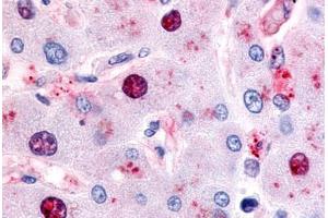 Human Liver (formalin-fixed, paraffin-embedded) stained with NR5A2 antibody ABIN213385 at 8.