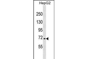 NFE2L3 Antibody (C-term) (ABIN1881578 and ABIN2838834) western blot analysis in HepG2 cell line lysates (35 μg/lane). (NFE2L3 抗体  (C-Term))