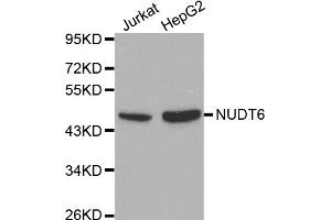 Western blot analysis of extracts of various cell lines, using NUDT6 antibody. (NUDT6 抗体)