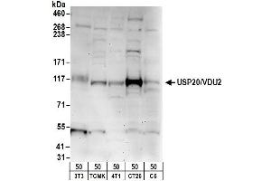 anti-Ubiquitin Specific Peptidase 20 (USP20) (AA 863-913) antibody