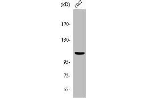 Western Blot analysis of COS7 cells using Phospho-Gab 1 (Y627) Polyclonal Antibody (GAB1 抗体  (pTyr627))