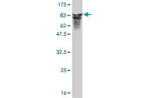 Western Blot detection against Immunogen (81. (TOE1 抗体  (AA 1-510))