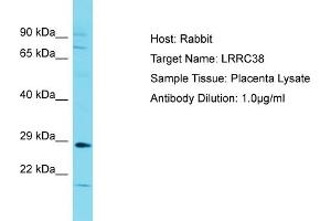 Host: Rabbit Target Name: LRRC38 Sample Type: Placenta lysates Antibody Dilution: 1. (LRRC38 抗体  (C-Term))