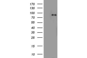 Western Blotting (WB) image for anti-Actin Filament Associated Protein 1 (AFAP1) (AA 100-386) antibody (ABIN2715795) (AFAP 抗体  (AA 100-386))