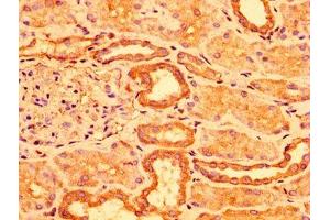 IHC image of ABIN7143230 diluted at 1:300 and staining in paraffin-embedded human kidney tissue performed on a Leica BondTM system. (ACOT1 抗体  (AA 258-350))