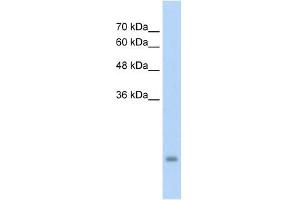 PSG3 antibody used at 5 ug/ml to detect target protein. (PSG3 抗体  (N-Term))