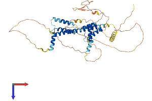 PKNOX2 Protein (AA 1-474) (His tag)