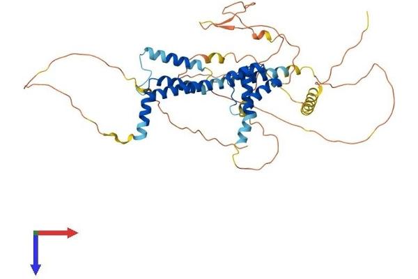 PKNOX2 Protein (AA 1-474) (His tag)
